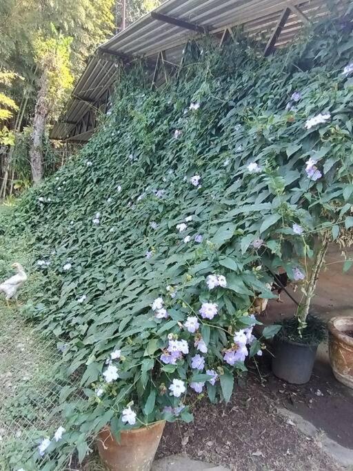 Sitio Paraiso Verde Juquitiba Ngoại thất bức ảnh
