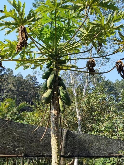 Sitio Paraiso Verde Juquitiba Ngoại thất bức ảnh